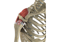 Rotator Cuff Injury